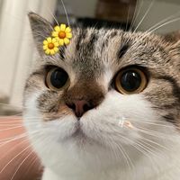 thepolar.meow