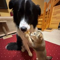 shura_dog12