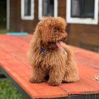 original sound - cha_kwaiipuppy