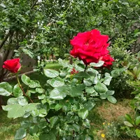 original sound - user200304856