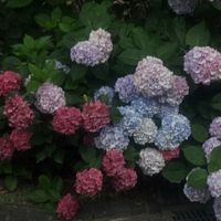 mimoza4938