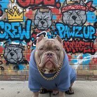 americanbulliepablo01