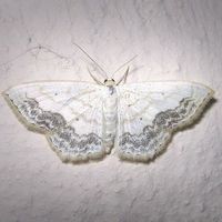 オリジナル楽曲 - Hikokumin_IDOL