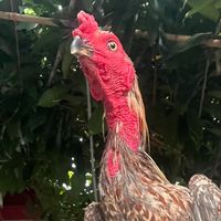 chaliya____