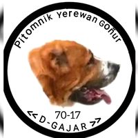 d_gajar_7017
