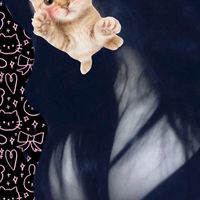 nhạc nền - 👾Cáo hay khè🦊