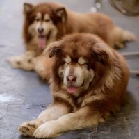tample.dog