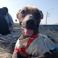 perrita_cala