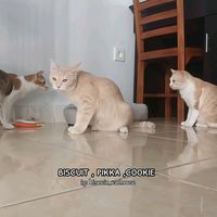 biscuit_cathouse