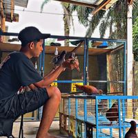 _merpatipekanbaru