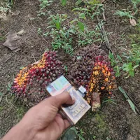 original sound - tariga83