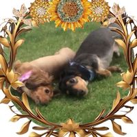オリジナル楽曲 - じゅん🐶ひろちゃん🐾🌸執事🐑❣️