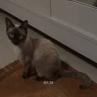 original sound - liipo.p