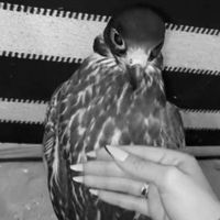 original sound