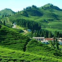 jhapa707