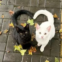 เสียงต้นฉบับ - แฟนคลัปตัวร้ายกับนายซุปตาร์