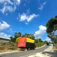 konjak_setia