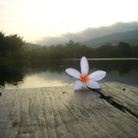 เสียงต้นฉบับ - 🕊เล่าเรื่องราวด้วยบทเพลง🌱🐃?