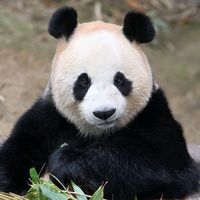 bonggiriboy79