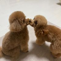 dogandsweet