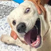 original sound - botan4368