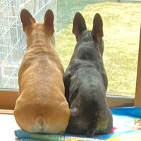 オリジナル楽曲 - トントン