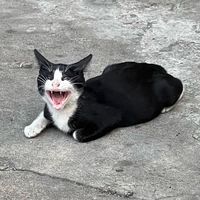 ykkarm