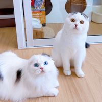 victoria.cattety