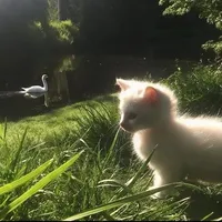 original sound - manobal._.jun