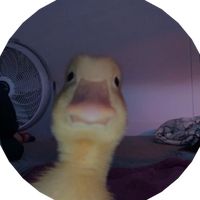 original sound - duck
