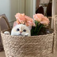 original sound - meshosho8