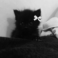 melimer.white