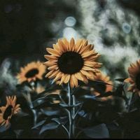 เสียงต้นฉบับ - เจ้าดอกทานตะวัน 1 9 9 2 ' O 🌻