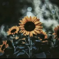 original sound - .1.9.9.2.o