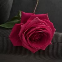 laisha22hhh