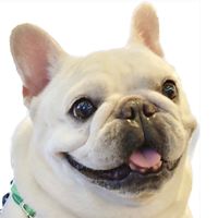 kuma_porco