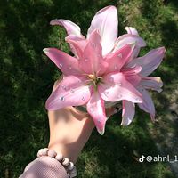 bunyi asal - shazana