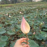 សំឡេងដើម - Ni Ka