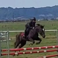 gens.equine