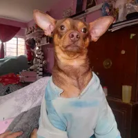 original sound - balloraemily