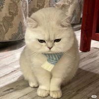 _chxliiii