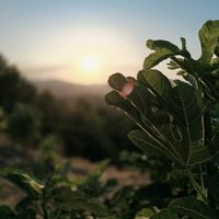 issamzouich