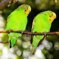 original sound - adhiparu0