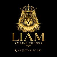 liams_mainecoonkittens