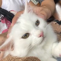 areszx_27
