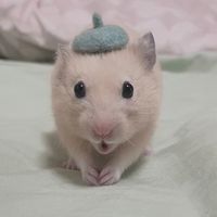 kinjantaro