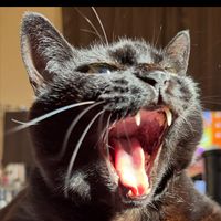 オリジナル楽曲 - h.sub🐈‍⬛𖤐࿐⋆*🃏