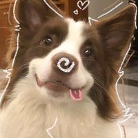 paws_tion25