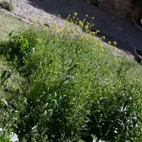 satarakhlaqi1