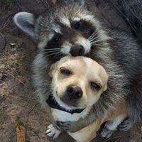 siberian_lemur